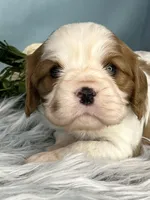 AKC Marlow, a male Cavalier King Charles Spaniel for sale in Toney, AL – Photo 5 of 8