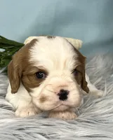 AKC Marlow, a male Cavalier King Charles Spaniel for sale in Toney, AL – Photo 2 of 8