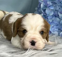 AKC Marlow, a male Cavalier King Charles Spaniel for sale in Toney, AL – Photo 3 of 8