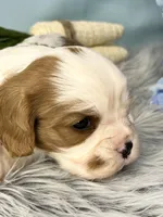 AKC Marlow, a male Cavalier King Charles Spaniel for sale in Toney, AL – Photo 8 of 8