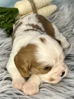 AKC Marlow, a male Cavalier King Charles Spaniel for sale in Toney, AL – Photo 7 of 8