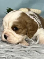 AKC Marlow, a male Cavalier King Charles Spaniel for sale in Toney, AL – Photo 6 of 8