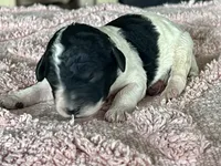 AKC HarLee D, a female Poodle - Standard  for sale in Toney, AL – 3 of 6