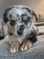AKC Tug, a male Australian Shepherd for sale in Toney, AL – 7 of 7