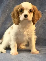AKC Fonzi, a male Cavalier King Charles Spaniel for sale in Toney, AL – 7 of 7