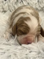 AKC Princess Fancy, a female Cavalier King Charles Spaniel for sale in Toney, AL – 3 of 5