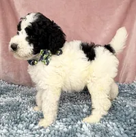 AKC Dior 2, a male Poodle - Standard  for sale in Toney, AL – 4 of 5