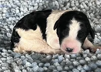 AKC Dior 2, a male Poodle - Standard  for sale in Toney, AL – 1 of 7