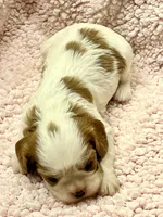 AKC Cindi, a female Cavalier King Charles Spaniel for sale in Toney, AL – Photo 7 of 10