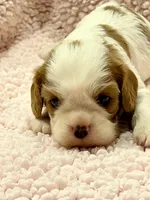 AKC Cindi, a female Cavalier King Charles Spaniel for sale in Toney, AL – Photo 9 of 10