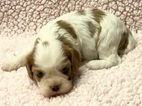 AKC Cindi, a female Cavalier King Charles Spaniel for sale in Toney, AL – Photo 3 of 10