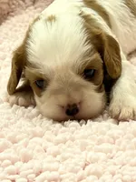 AKC Cindi, a female Cavalier King Charles Spaniel for sale in Toney, AL – Photo 1 of 10