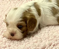 AKC Cindi, a female Cavalier King Charles Spaniel for sale in Toney, AL – Photo 4 of 10