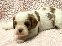 AKC Cindi, a female Cavalier King Charles Spaniel for sale in Toney, AL – Photo 6 of 10