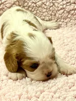 AKC Cindi, a female Cavalier King Charles Spaniel for sale in Toney, AL – Photo 5 of 10