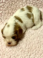 AKC Cindi, a female Cavalier King Charles Spaniel for sale in Toney, AL – Photo 10 of 10