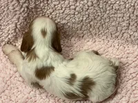 AKC Cindi, a female Cavalier King Charles Spaniel for sale in Toney, AL – Photo 8 of 10