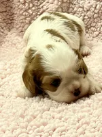 AKC Cindi, a female Cavalier King Charles Spaniel for sale in Toney, AL – Photo 2 of 10