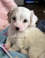 AKC Rainee, a female Cavapoo for sale in Toney, AL – 5 of 9