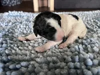 AKC Dior 2, a male Poodle - Standard  for sale in Toney, AL – 5 of 7