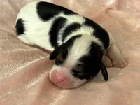 AKC Victoria, a female Cavalier King Charles Spaniel for sale in Toney, AL – Photo 5 of 9