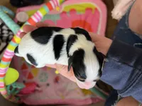 AKC Victoria, a female Cavalier King Charles Spaniel for sale in Toney, AL – Photo 9 of 9