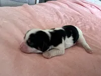 AKC Victoria, a female Cavalier King Charles Spaniel for sale in Toney, AL – Photo 2 of 9