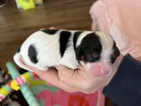 AKC Victoria, a female Cavalier King Charles Spaniel for sale in Toney, AL – Photo 7 of 9