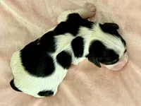 AKC Victoria, a female Cavalier King Charles Spaniel for sale in Toney, AL – Photo 6 of 9