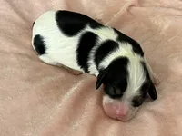 AKC Victoria, a female Cavalier King Charles Spaniel for sale in Toney, AL – Photo 4 of 9