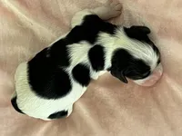 AKC Victoria, a female Cavalier King Charles Spaniel for sale in Toney, AL – Photo 3 of 9