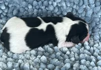 AKC Charles, a male Cavalier King Charles Spaniel for sale in Toney, AL – 7 of 9