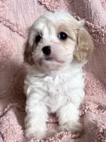 AKC Tinker Bell, a female Cavapoo for sale in Toney, AL – 6 of 6