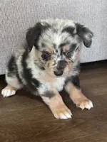 AKC Tug, a male Australian Shepherd for sale in Toney, AL – 4 of 7