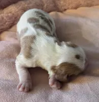 AKC Bonnie, a female Cavalier King Charles Spaniel for sale in Toney, AL – Photo 4 of 4