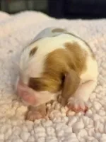 AKC Bonnie, a female Cavalier King Charles Spaniel for sale in Toney, AL – Photo 2 of 4