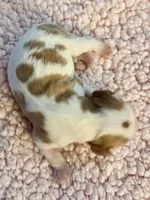 AKC Bonnie, a female Cavalier King Charles Spaniel for sale in Toney, AL – Photo 3 of 4