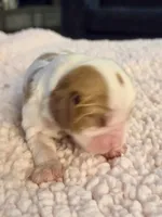 AKC Bonnie, a female Cavalier King Charles Spaniel for sale in Toney, AL – Photo 1 of 4