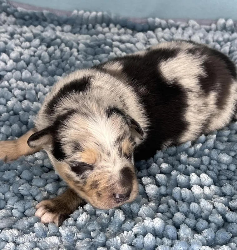 AKC Tug – Australian Shepherd puppy for sale in Toney, AL