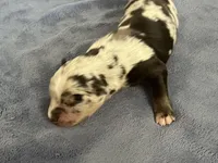 AKC Tug, a male Australian Shepherd for sale in Toney, AL – Photo 3 of 5