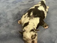 AKC Tug, a male Australian Shepherd for sale in Toney, AL – Photo 4 of 5