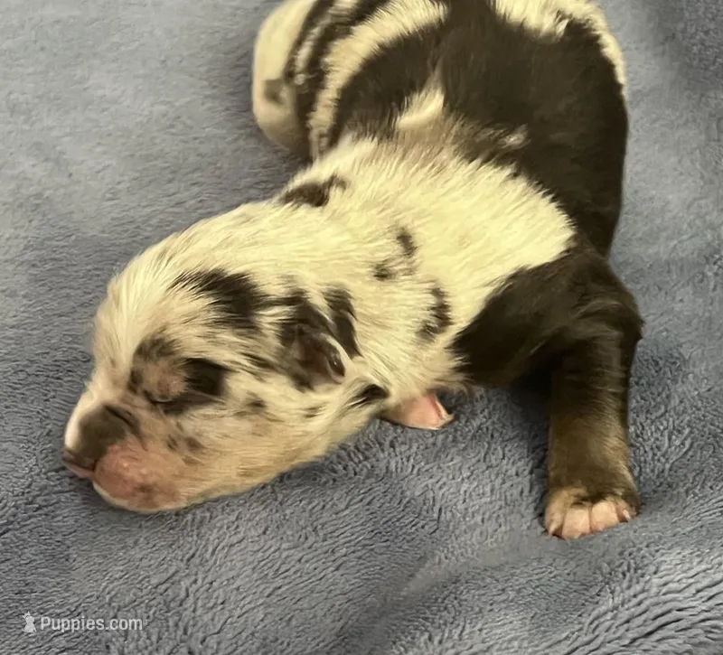 AKC Tug – Australian Shepherd puppy for sale in Toney, AL