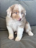 AKC Rhemi, a female Australian Shepherd for sale in Toney, AL – Photo 8 of 10