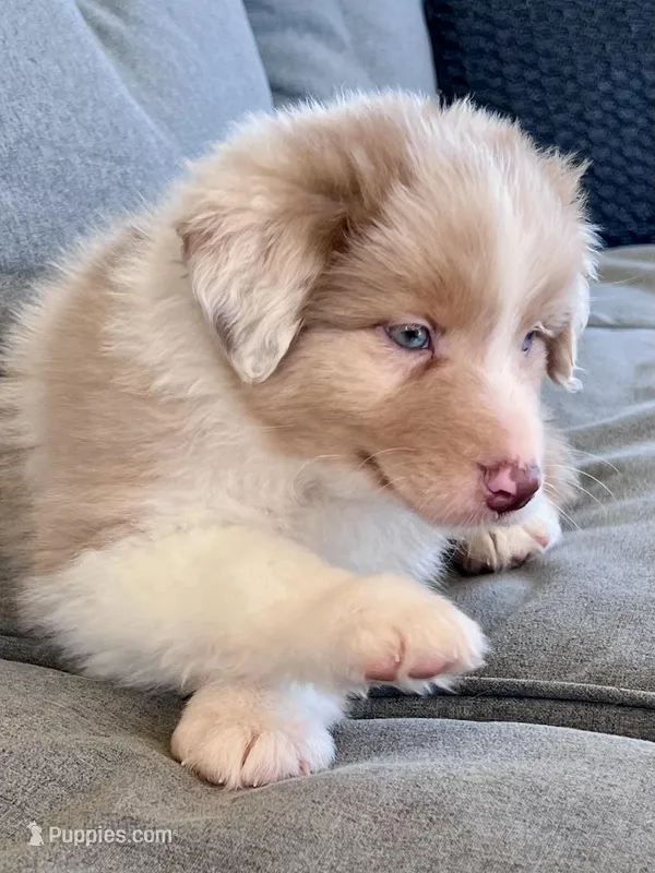 AKC Rhemi – Australian Shepherd puppy for sale in Toney, AL