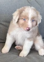 AKC Rhemi, a female Australian Shepherd for sale in Toney, AL – Photo 3 of 10