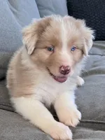 AKC Rhemi, a female Australian Shepherd for sale in Toney, AL – Photo 2 of 10