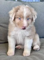 AKC Rhemi, a female Australian Shepherd for sale in Toney, AL – Photo 5 of 10