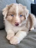 AKC Rhemi, a female Australian Shepherd for sale in Toney, AL – Photo 9 of 10