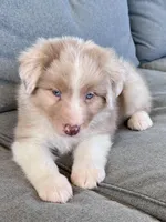 AKC Rhemi, a female Australian Shepherd for sale in Toney, AL – Photo 4 of 10