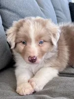 AKC Rhemi, a female Australian Shepherd for sale in Toney, AL – Photo 7 of 10